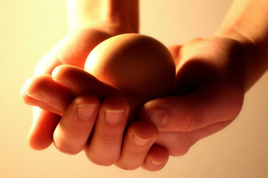 Donor Egg Hands Holding Egg