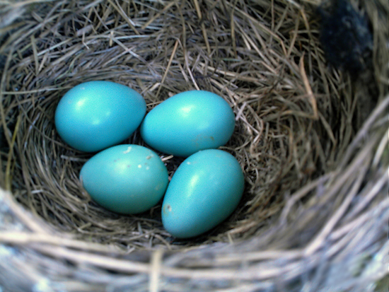 Robin's Egg Nest