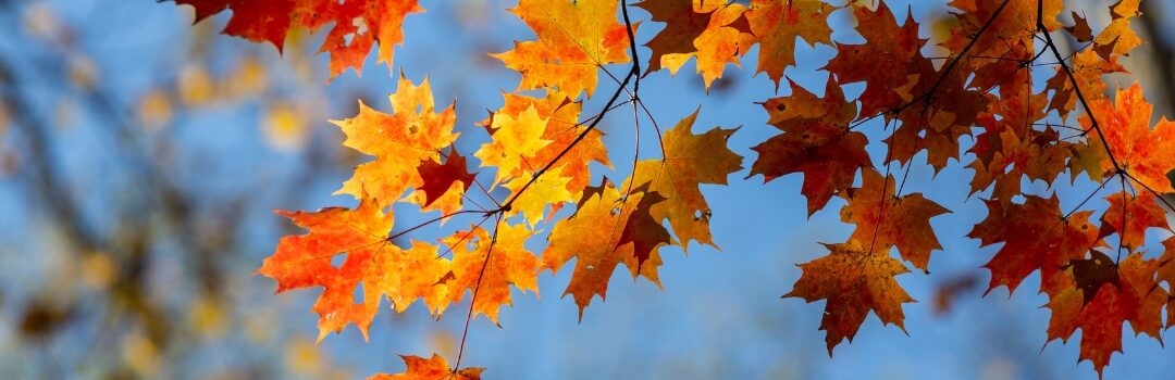 The Leaves Will Change, But Our Commitment Stays the Same